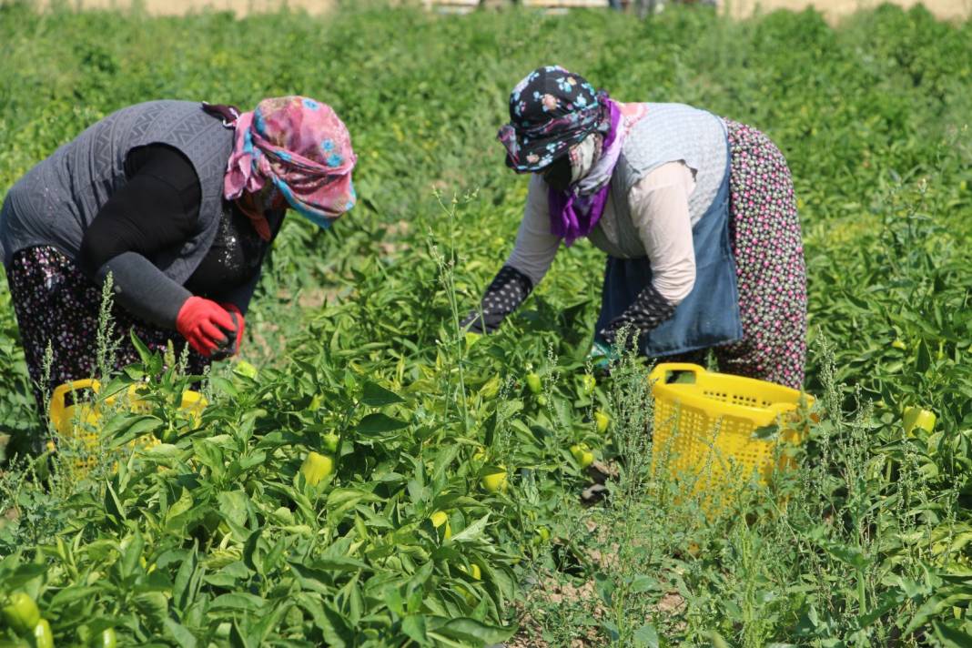 Arpa, nohut, şeker üretimiyle ünlü ilçede bu yıl ilk defa ekildi: Hasadı yüz güldürdü 11